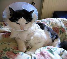Did you know respiratory infections can be viral or bacterial? Wound Licking Wikipedia