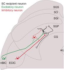 Complex And Spatially Segregated Auditory Inputs Of The Mouse Superior Colliculus Bednarova 2018 The Journal Of Physiology Wiley Online Library