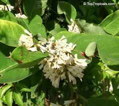 Image result for Dalbergia acutifoliolata