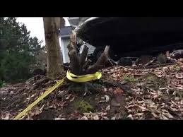Removing Small Stumps Without Grinding Or Using Your Vehicle Small Trees How To Remove Stumped