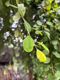 Image result for Erythroxylum zambesiacum