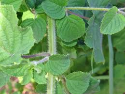 Image result for Mesosphaerum suaveolens
