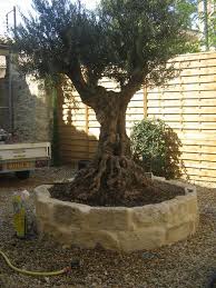Le Jardin D Oliviers Recherche Google Amenagement Jardin Jardins Allees Jardin