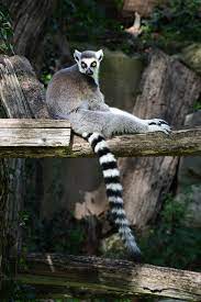 The Ring Tailed Lemur Lemur Catta Most Endangered Animals Animal Species Endangered Animals