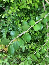Image result for Gymnosporia heterophylla