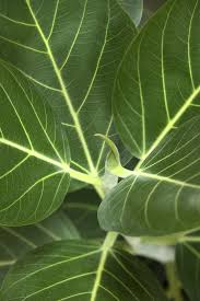 Image result for Ficus amadiensis
