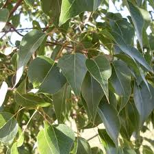 Brachychiton populneus • mature height: Bottle Tree