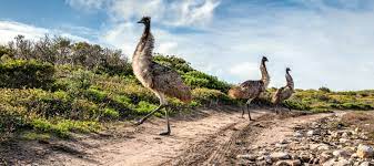 Lincoln national park, coffin bay national park and kellidie bay conservation park are within easy driving distance. 5 Treasures In South Australia S Lincoln National Park Good Living