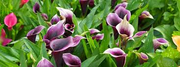 Image result for Zantedeschia