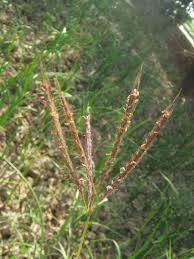 Image result for Dichanthium annulatum