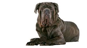 Black ears and snout with black down her spine to her. Neapolitan Mastiff Dog Breed Information Purina