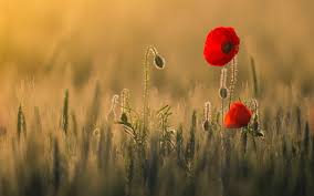 Check spelling or type a new query. Poppy Flowers Wallpapers Wallpaper Cave