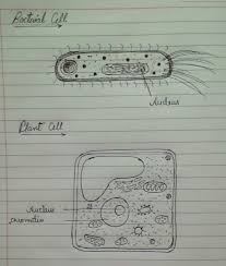 Maybe you would like to learn more about one of these? Draw Outline Diagram Of A Bacteria Cell And Plant Cell Label Only The Parts Which Carry Hereditary Brainly In