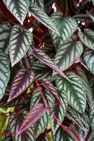 Make sure you get a bit of stem with it. Rex Begonia Vine Cissus Discolor Plant Lust