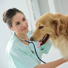 Once the greenhaven team started its fear free certification process, tessie benefited from techniques they had been shown. Making Animal Shelters Fear Free