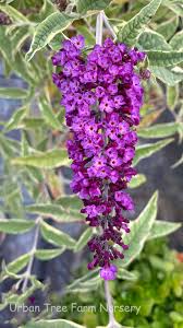Image result for buddleia davidii