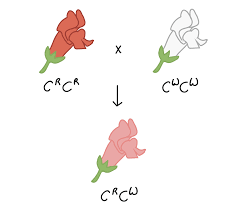 Rr = red, rr = white, and rr = roan. Incomplete Dominance Codominance Multiple Alleles Article Khan Academy