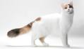 Turkish Van - Price, Personality, Lifespan - Cat Breeds List