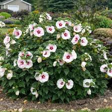 Image result for Hibiscus allenii