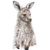 Draw a circle for the face, an oval for the snout, a water drop shape for the kangaroo's body. 1