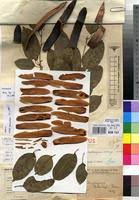 Image result for Entandrophragma delevoyi