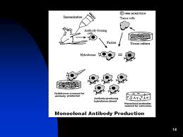 We did not find results for: 1 History Of Biotechnology 2 Food Production Microorganisms Have Been Used To Produce Foods Like Yogurt Cheese Rootbeer Wine Came About By Accident Ppt Download