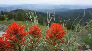 Check spelling or type a new query. Mountain Wildflowers Are Blooming And You Can Find Them On These Boise Area Hikes The Spokesman Review