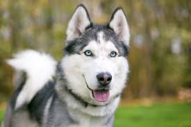 30 Adorable Husky Pictures Reader S Digest