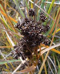 Image result for Cladium mariscus