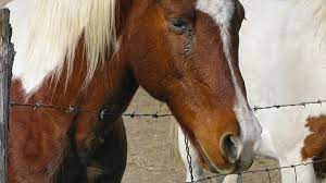 Husten Beim Pferd Tiergesund De