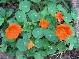 We did not find results for: 15 Plants That Will Help To Repel Bugs In Your Garden Buy Trees Shrubs Perennials Annuals House Plants Statues And Furniture