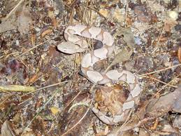 Juvenile Copperhead Sicily Island Hills Wma Louisiana Sicily Island Stuffed Mushrooms Sicily