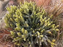 Image result for Euphorbia memoralis