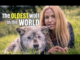 The Oldest Wolf In The World This Wolf So Cuuuute Look At That Cuuute Face Awwww Old Things Wolf Rescue Animals Of The World