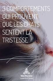 3 Comportements Qui Prouvent Que Les Chats Sentent La Tristesse Wemystic France Toilettage Chat Comportement Chat Astuces Pour Chat