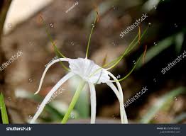 Image result for Amaryllidaceae