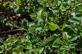 Check spelling or type a new query. Menthe Poivree Museum National D Histoire Naturelle