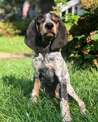 The bluetick coonhound is intelligent, loyal and has a strong instinct to hunt. How This Alabama City Rallied Behind Oscar The Blind Dog Al Com