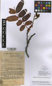 Image result for Brachystegia stipulata