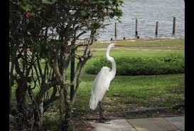 Restaurantes de isla de sanibel. Sanibel Island Florida With Kids 25 Best Activities For A Family Vacation Mommypoppins Things To Do With Kids