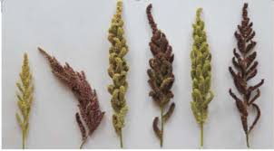 Image result for Echinochloa brevipedicellata