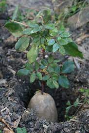 Growing Rose Cuttings With Potatoes An Experiment Little Farm In The Big City Rose Cuttings Planting Roses Plants