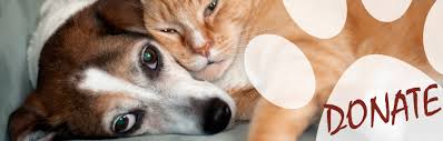Takes its responsibility for each dog's future very seriously. New Kent Humane Society Animal Rescue And Adoption Serving New Kent County And The Richmond Metro Area