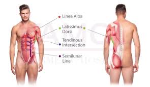 When this occurs the muscle fibers are torn. Six Pack Surgery Thailand By Vaser Kamol Cosmetic Hospital Kamol Cosmetic Hospital