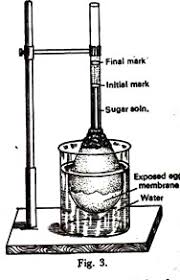 Passive transport, diffusion, and osmosis. Top 6 Experiments On Osmosis With Diagram