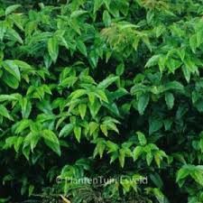 Image result for Agarista