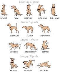 dog training joplin mo used dog training shock collar pet tech dog training collar dog training shock collar wa dog body language dog training dog care