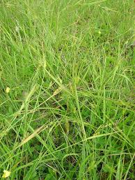 Image result for Carex conferta