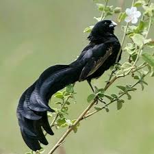 Black Bird With White Stripes On Wings And Tail South Africa Jackson S Widow Bird Birds South African Birds Pretty Birds