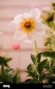 Dalia variegata immagini e fotografie stock ad alta risoluzione